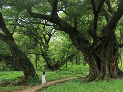 Yangjiaxi
