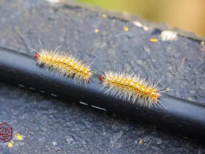 Yangmingshan National Forest Park