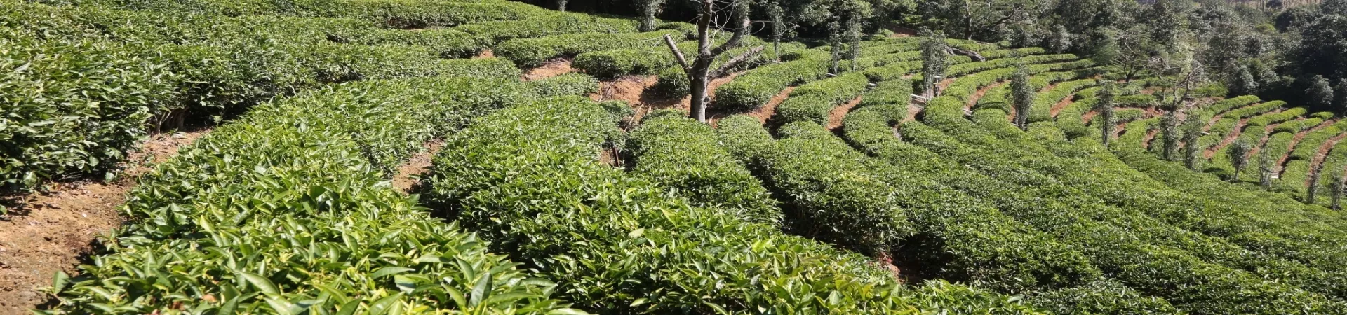 Top China Guide banner