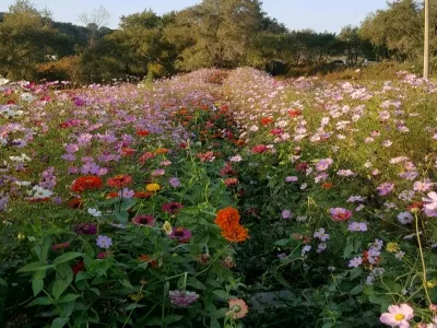 Historic Yehe Nara Hala City