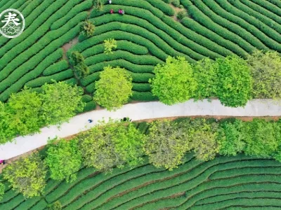 Yongfu Cherry Blossom Garden