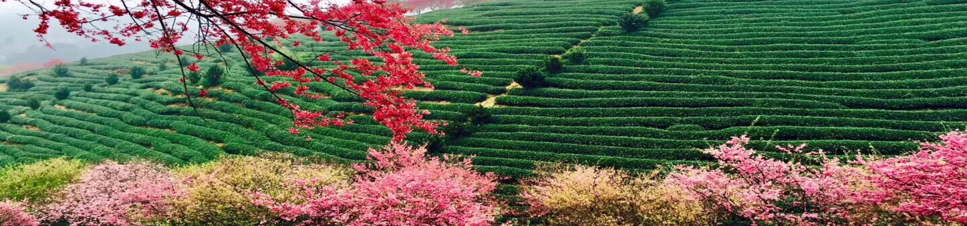 Top China Guide banner