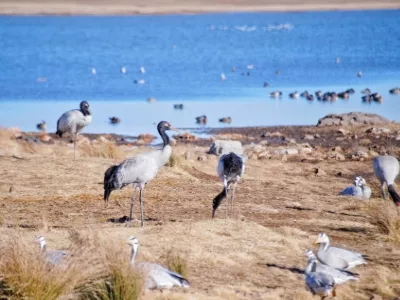 Yunnan Dashanbao Black necked Crane Nature Reserve