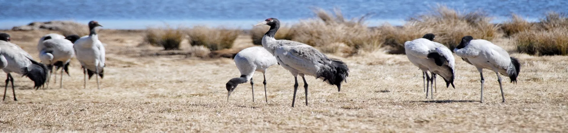 Top China Guide banner