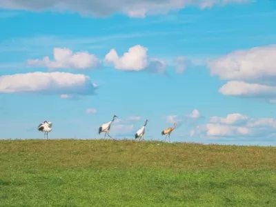zhalong nature reserve 