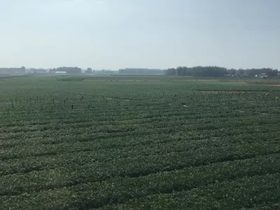 Zhongyuan Grape Grand View Garden