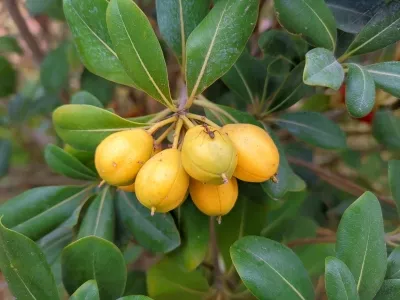 Zhongyuan Green Manor Scenic Area