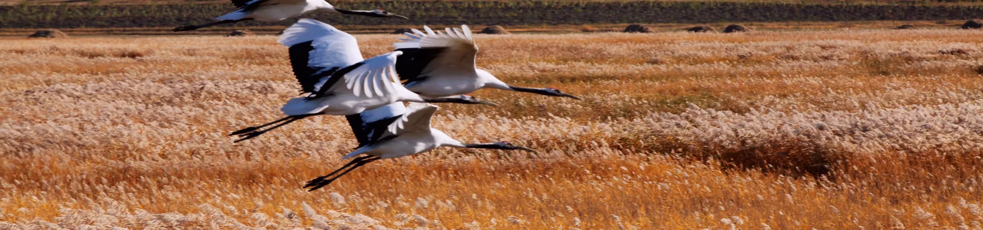 Top China Guide banner
