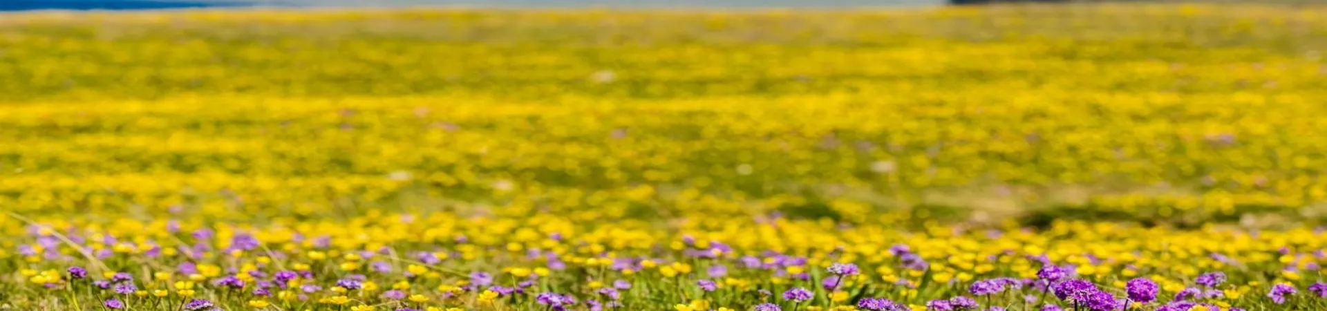 Top China Guide banner