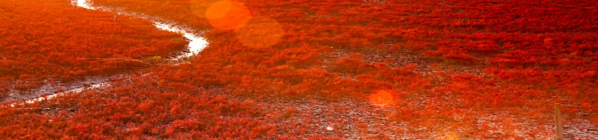 Top China Guide banner