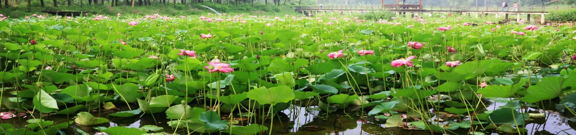 Top China Guide banner