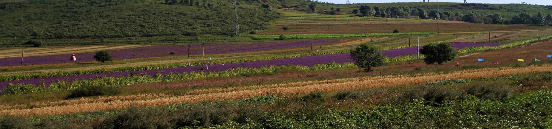 Top China Guide banner